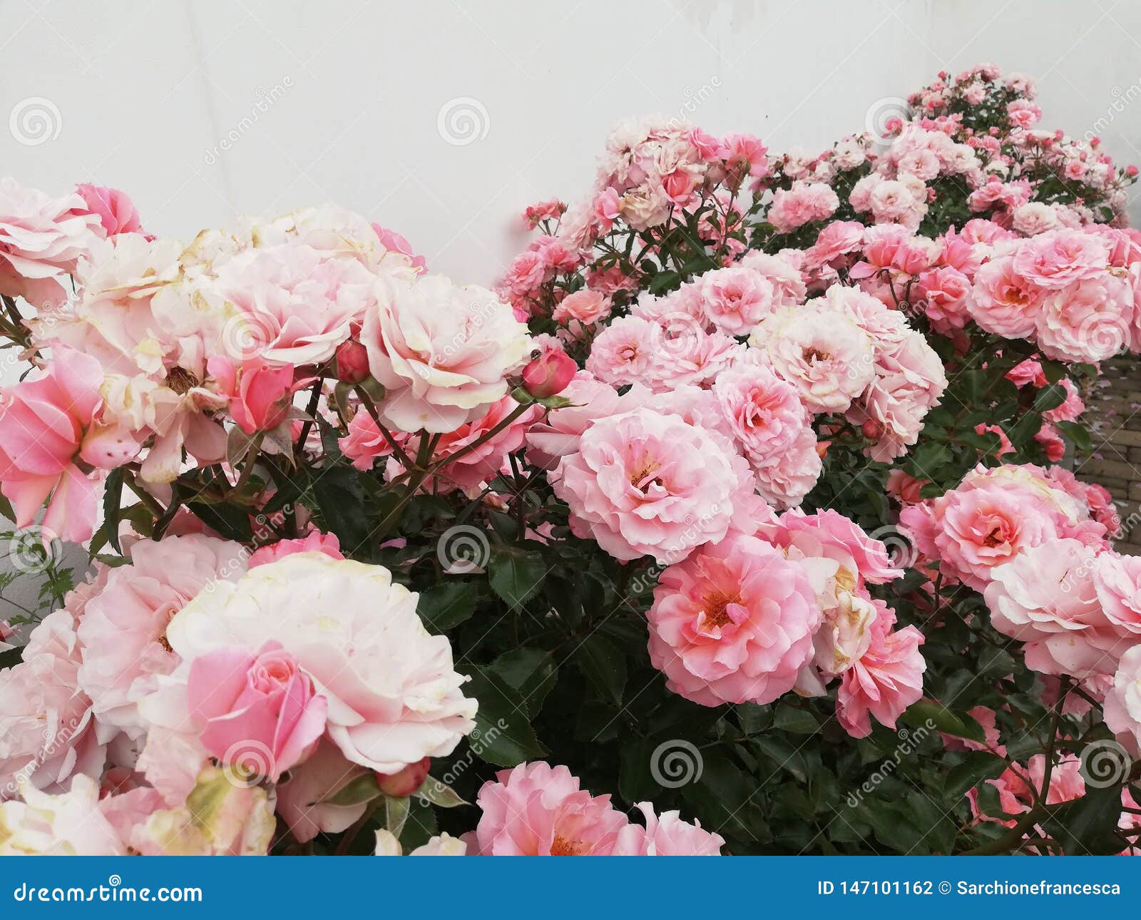 498,169 Rose Garden Stock Photos - Free & Royalty-Free Stock Photos from  Dreamstime