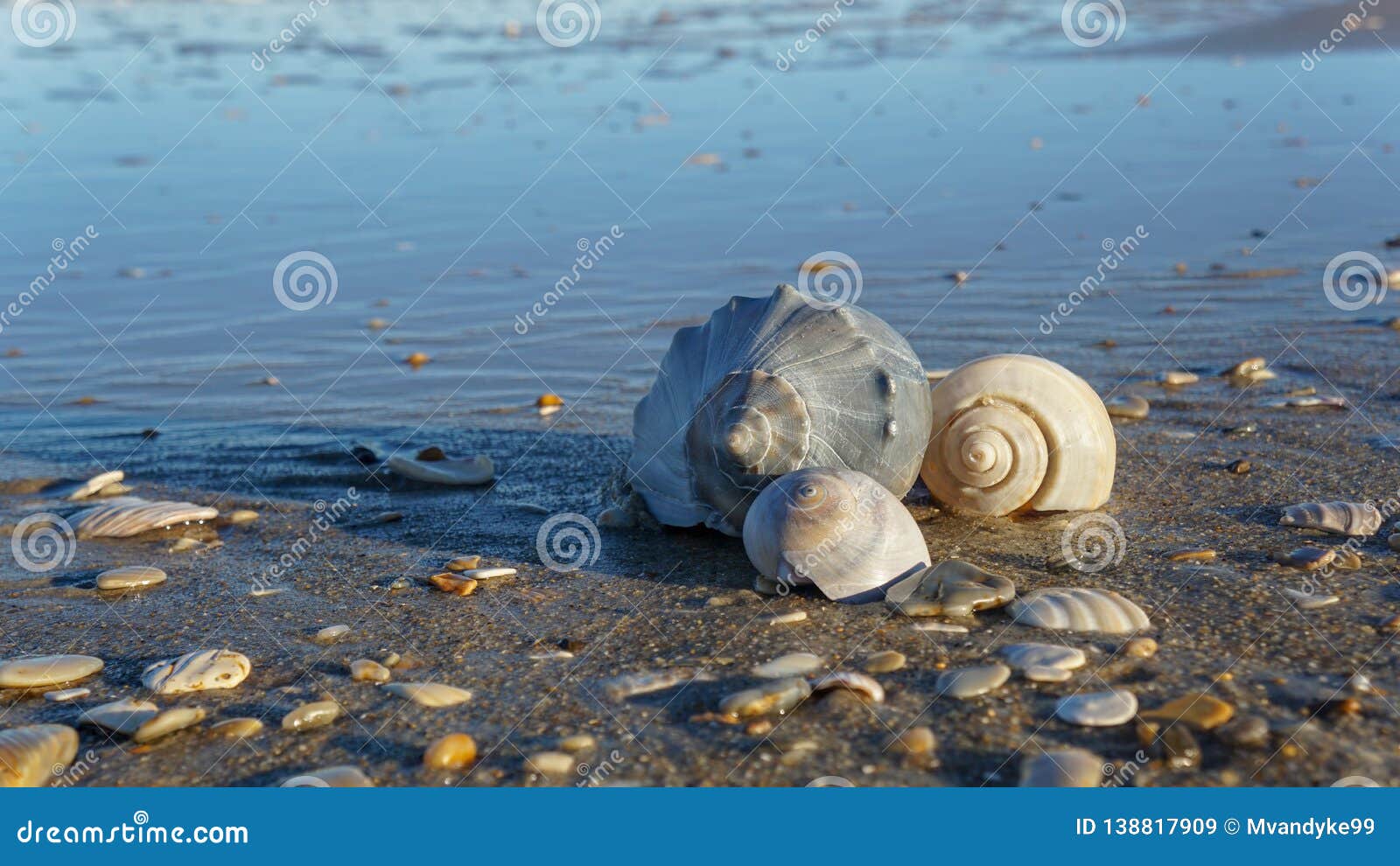 background seashells on beach in the outer banks nc