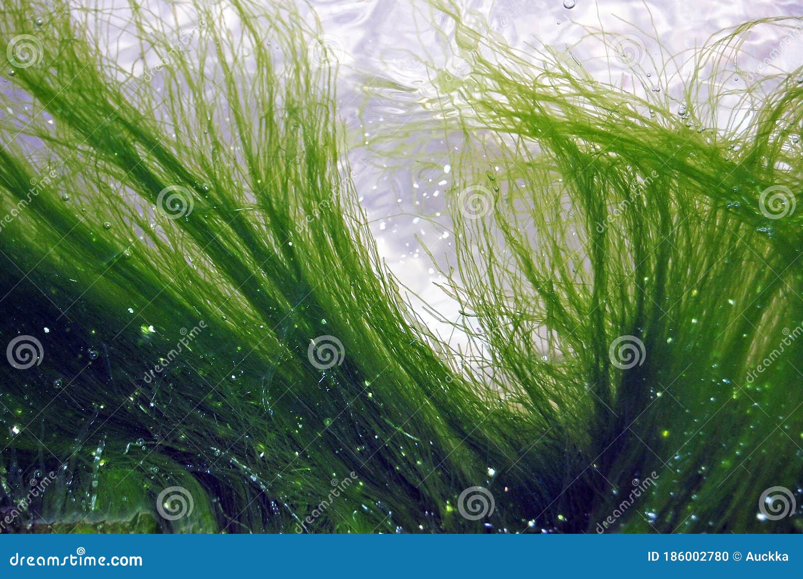 Background of Seaweed Floating in Water Stock Photo Image of island