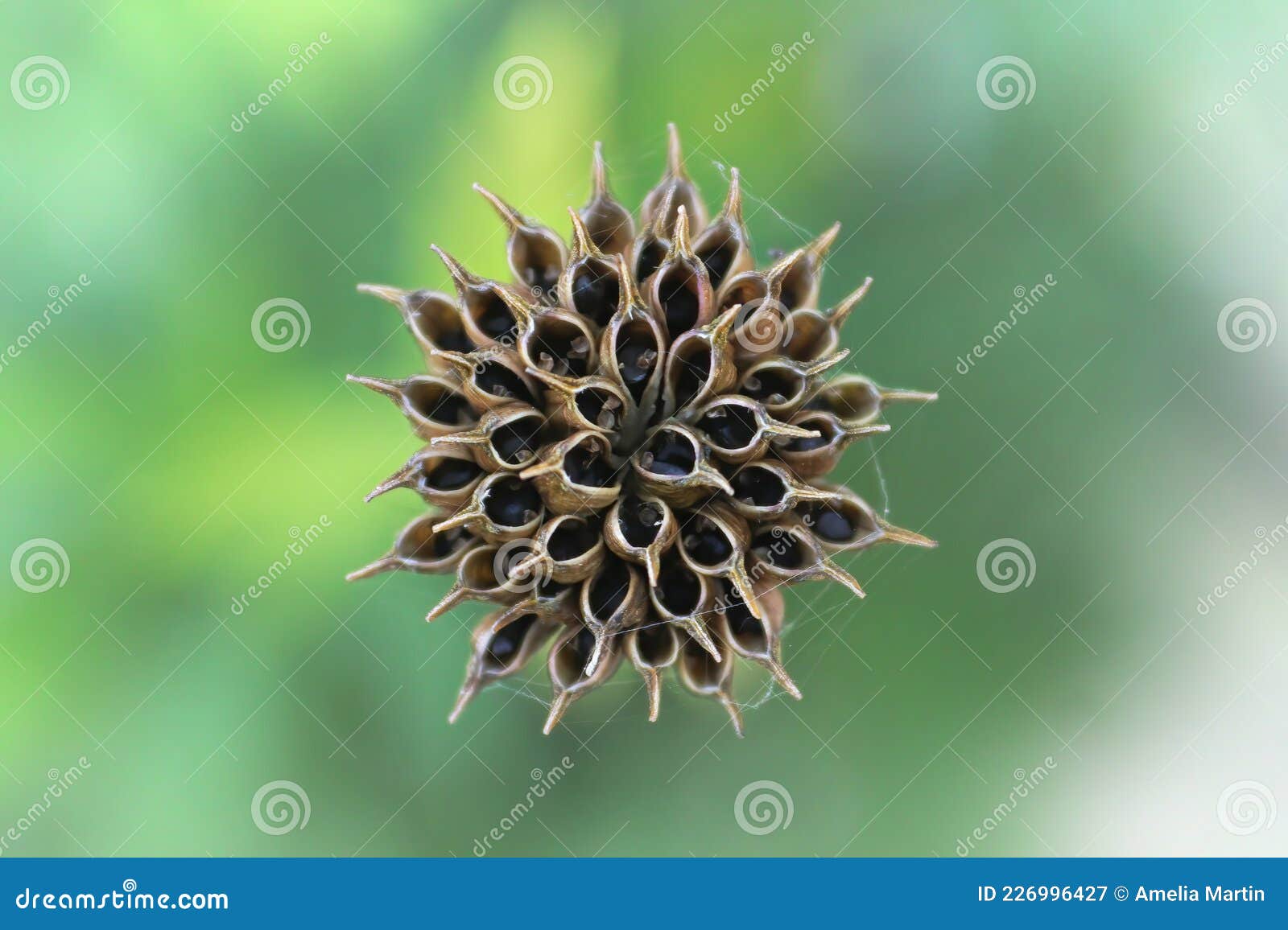 Background of the Seed Pod on a Globe Flower Stock Image Image of growing, background 226996427