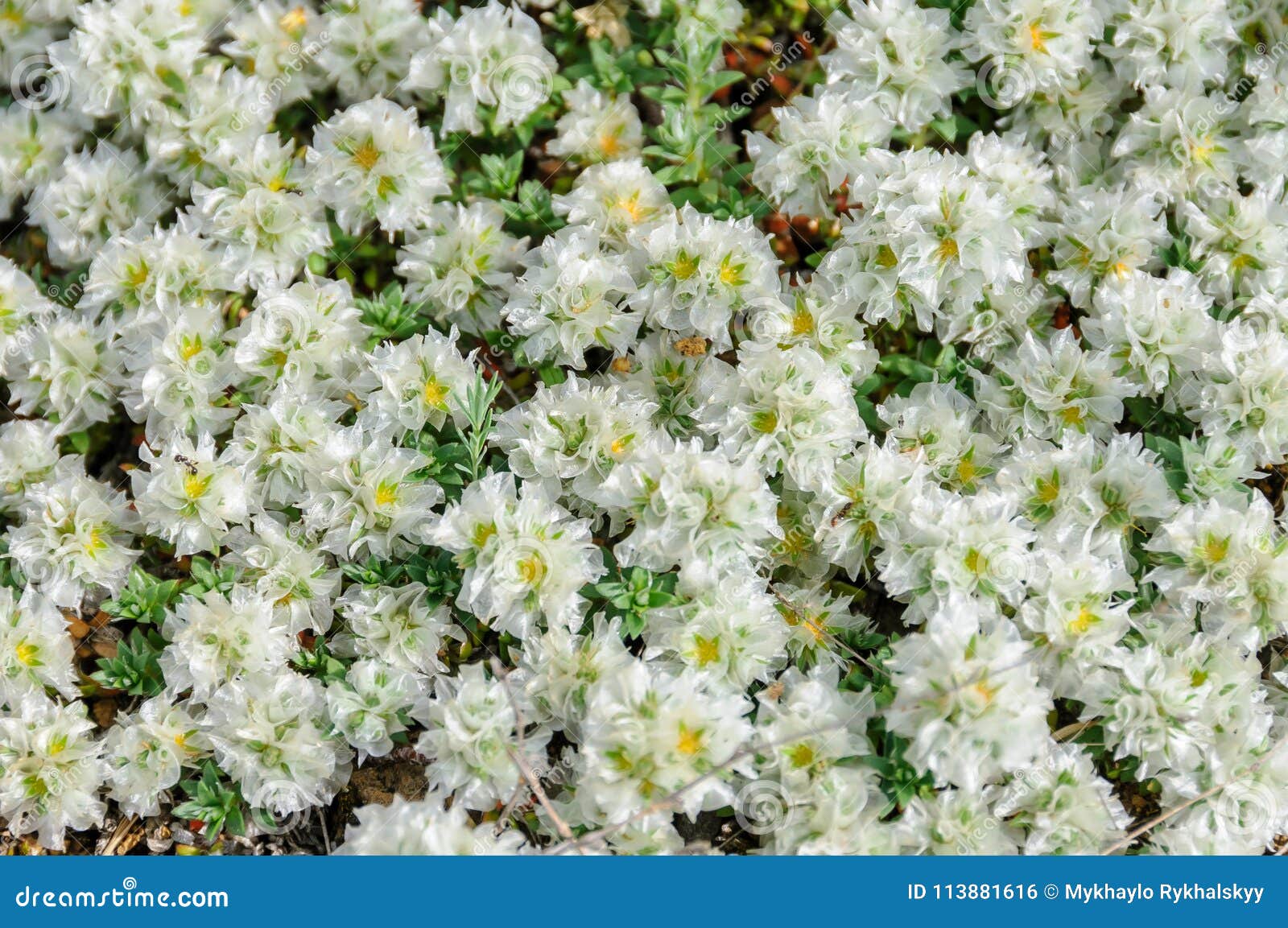 Background. Spring Steppe Flowers. Stock Photo - Image of spring