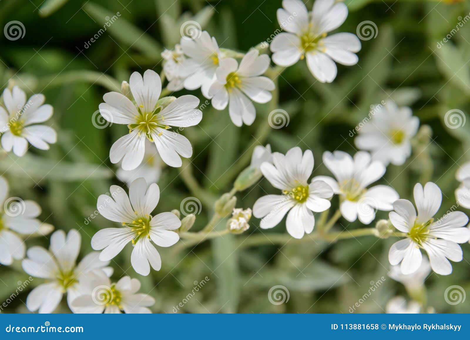 Background. Spring Steppe Flowers. Stock Photo - Image of color, heat