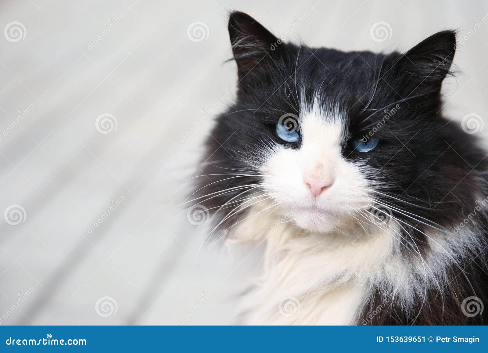 black fluffy cat with blue eyes