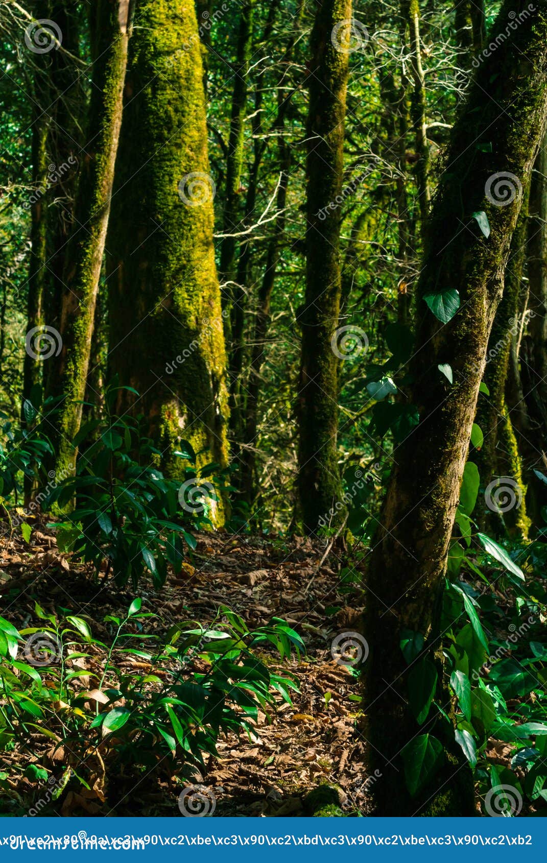 Background - Cool Temperate Rainforest, Stock Image - Image of color