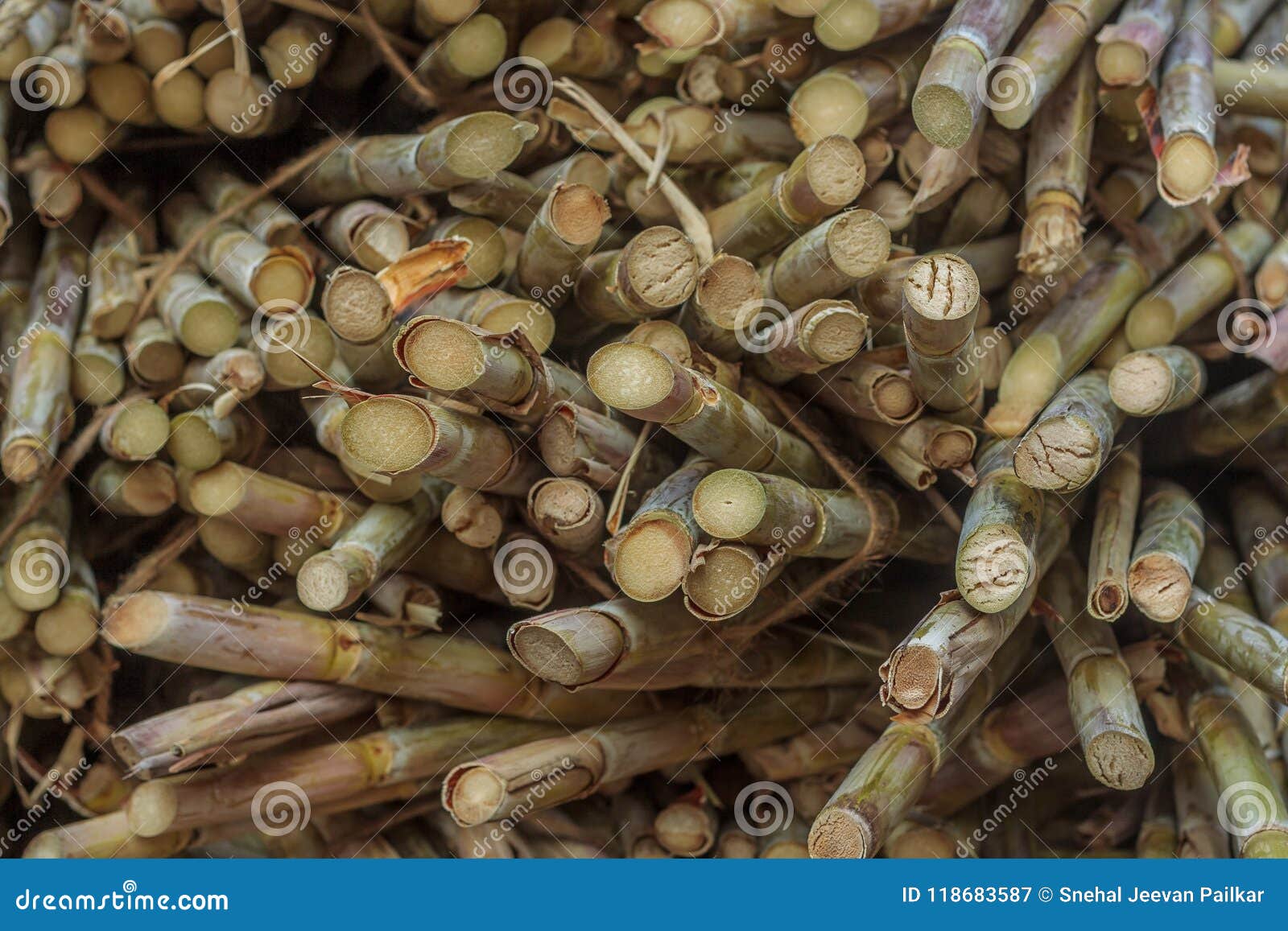 Background of sugar cane stock image. Image of fruit 118683587