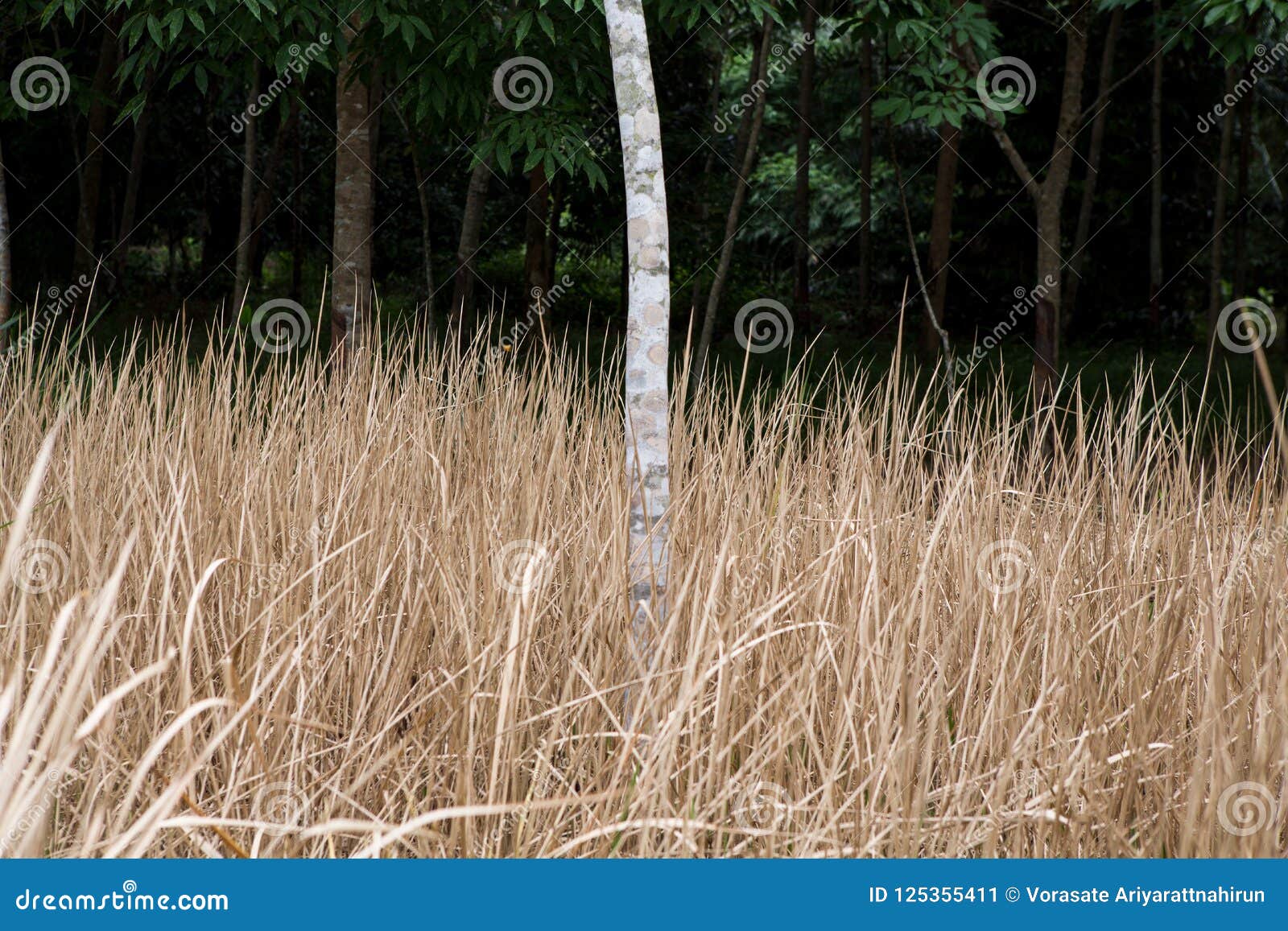 Background Texture of Dried Ornamental Grasses Stock Image Image of