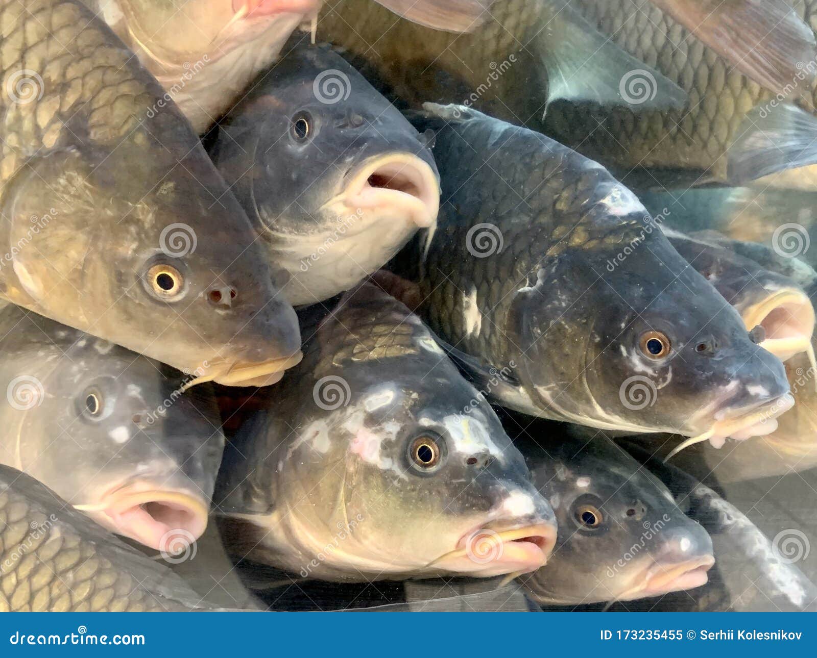 Background Texture: Freshwater Carp and Crucian Carp. Live Fish in