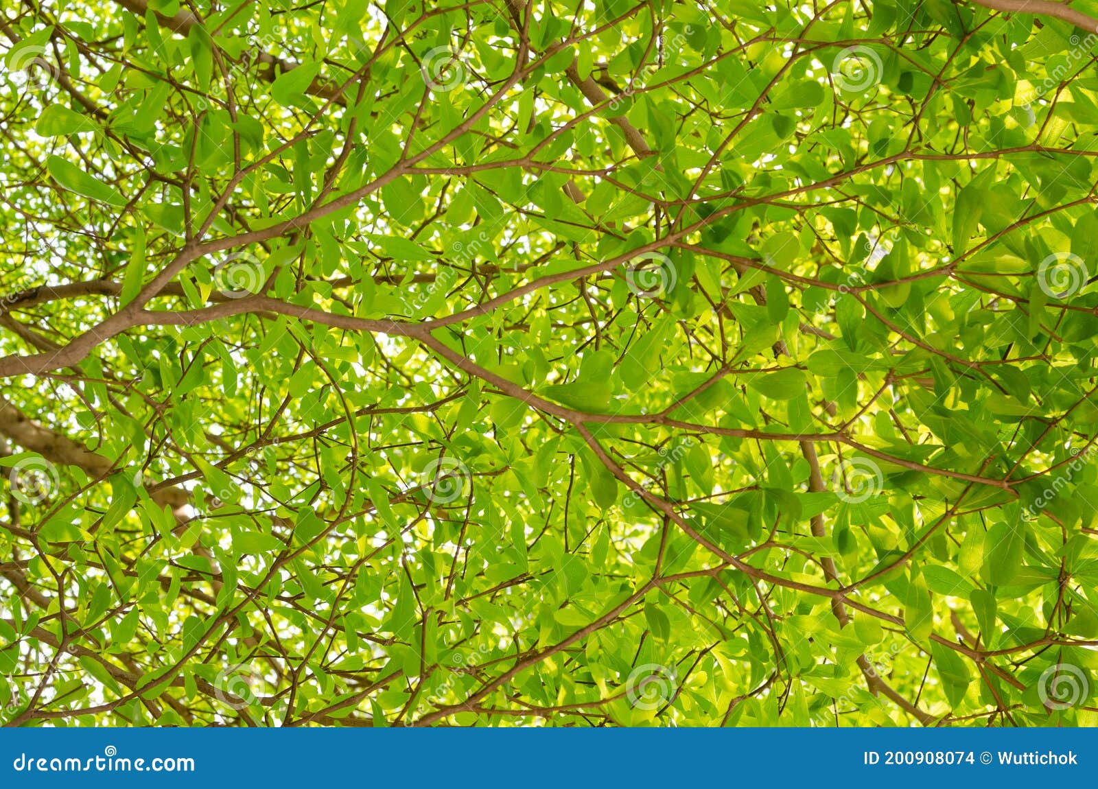 background and texture of green leaves in nature on tree.  terminalia ivorensis chev tree
