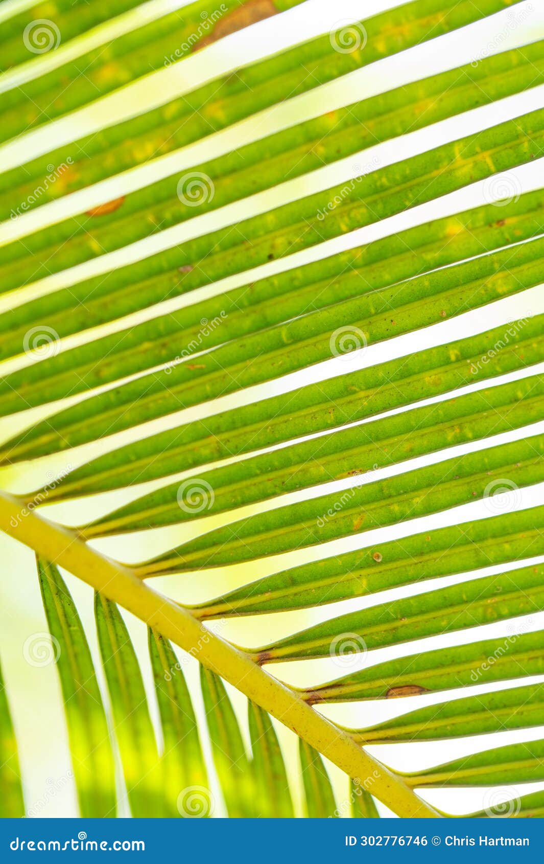 Background Texture of a Green Palm Leaf Stock Photo Image of green