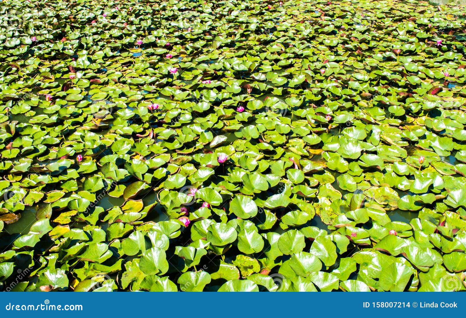 background texture - pink water lilies with green lily pads in a murky pond