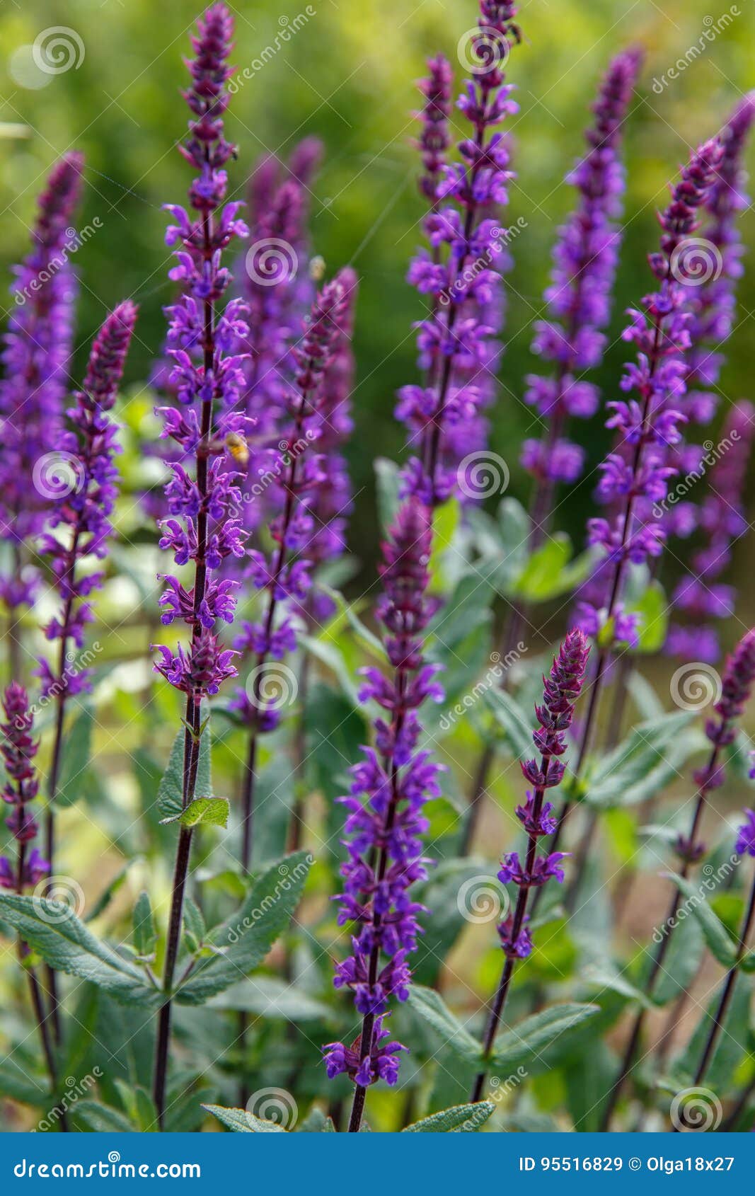 Background Or Texture Of Salvia Nemorosa Caradonna In A Country