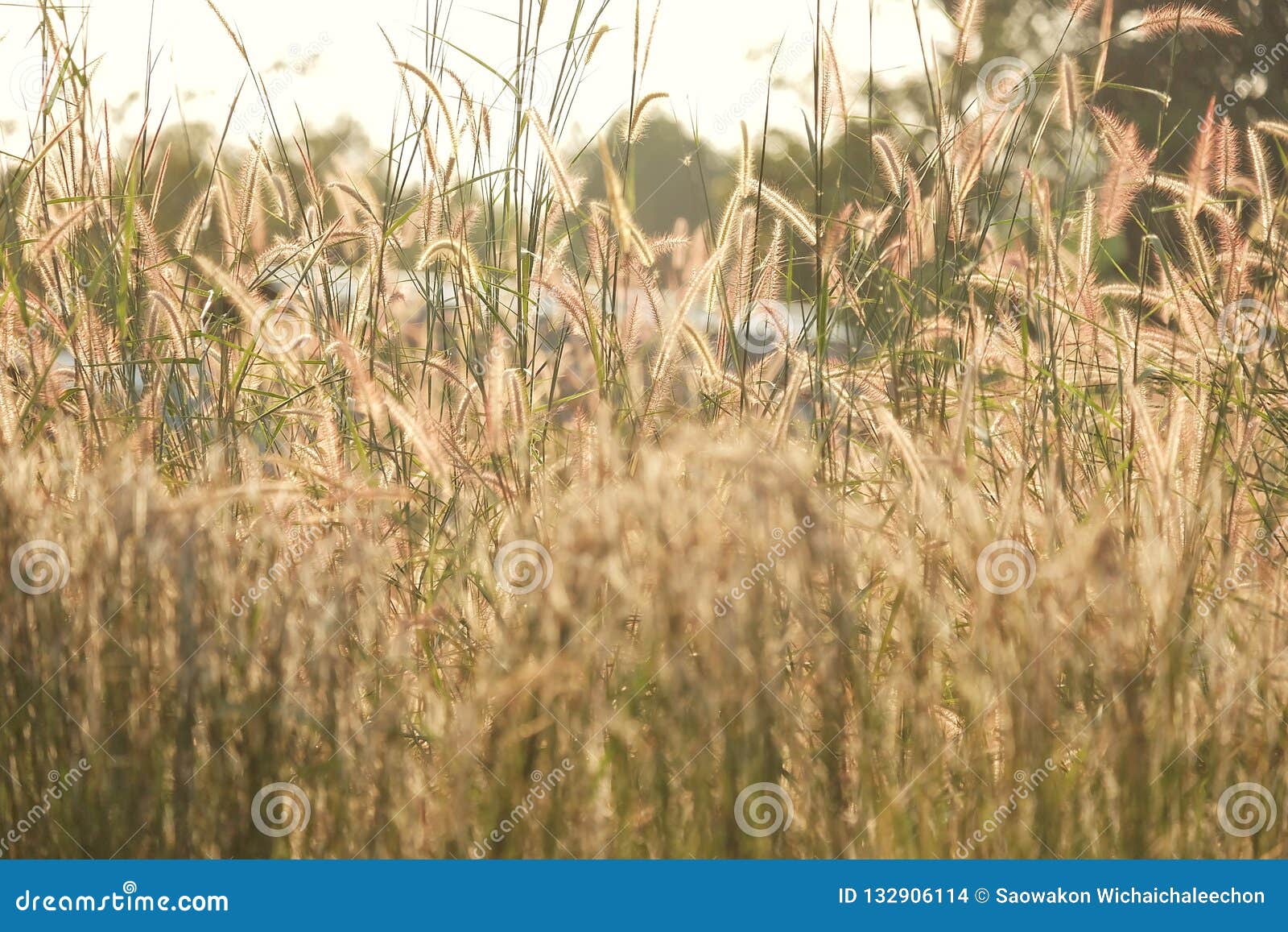 Download Silhouette Wild Grass Flower Blossom In The Country Side ...