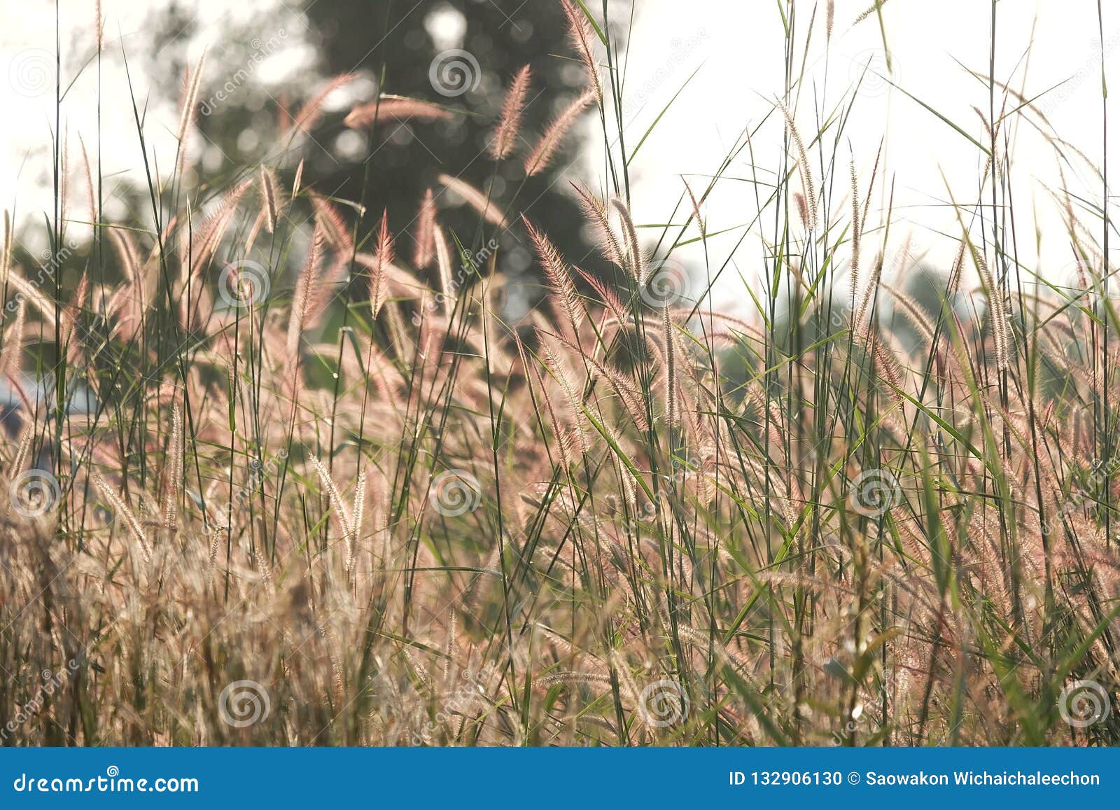 Download Silhouette Wild Grass Flower Blossom In The Country Side ...