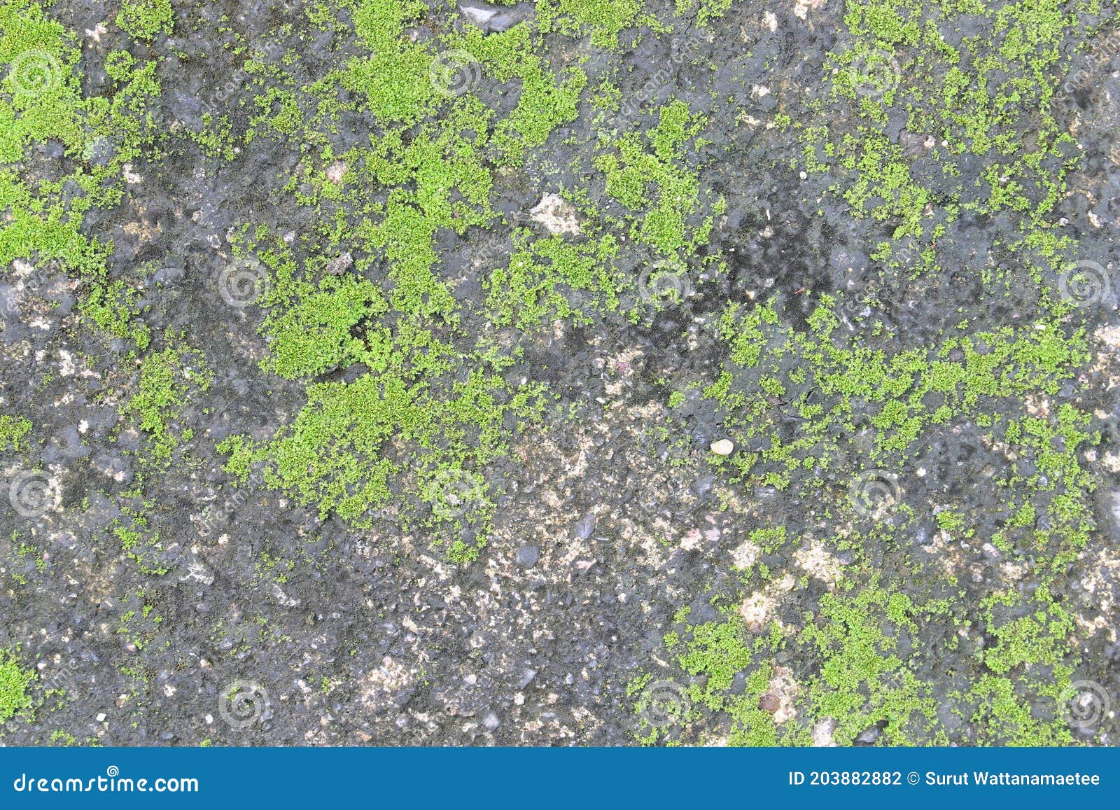 Background Texture the Surface of Old Concrete Slab Covered with Moss