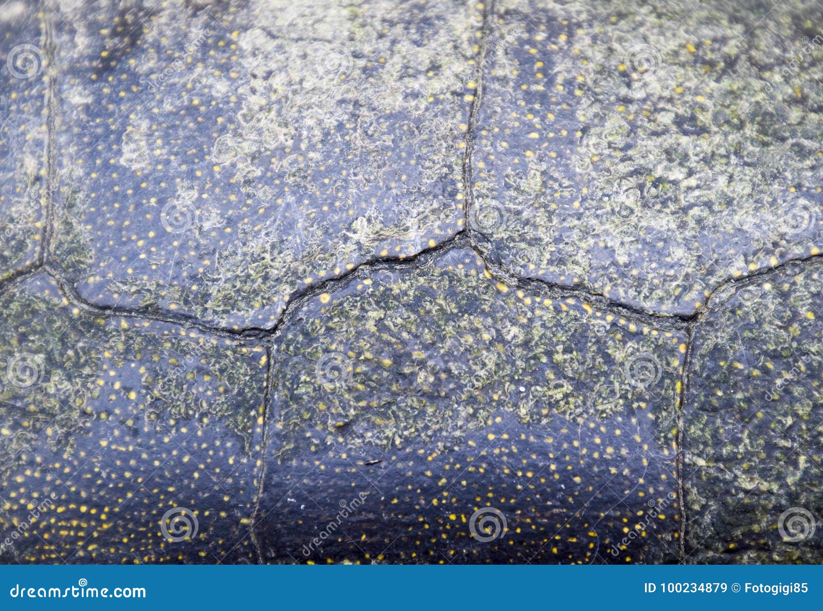 background texture of tortoise shell. turtle shell.