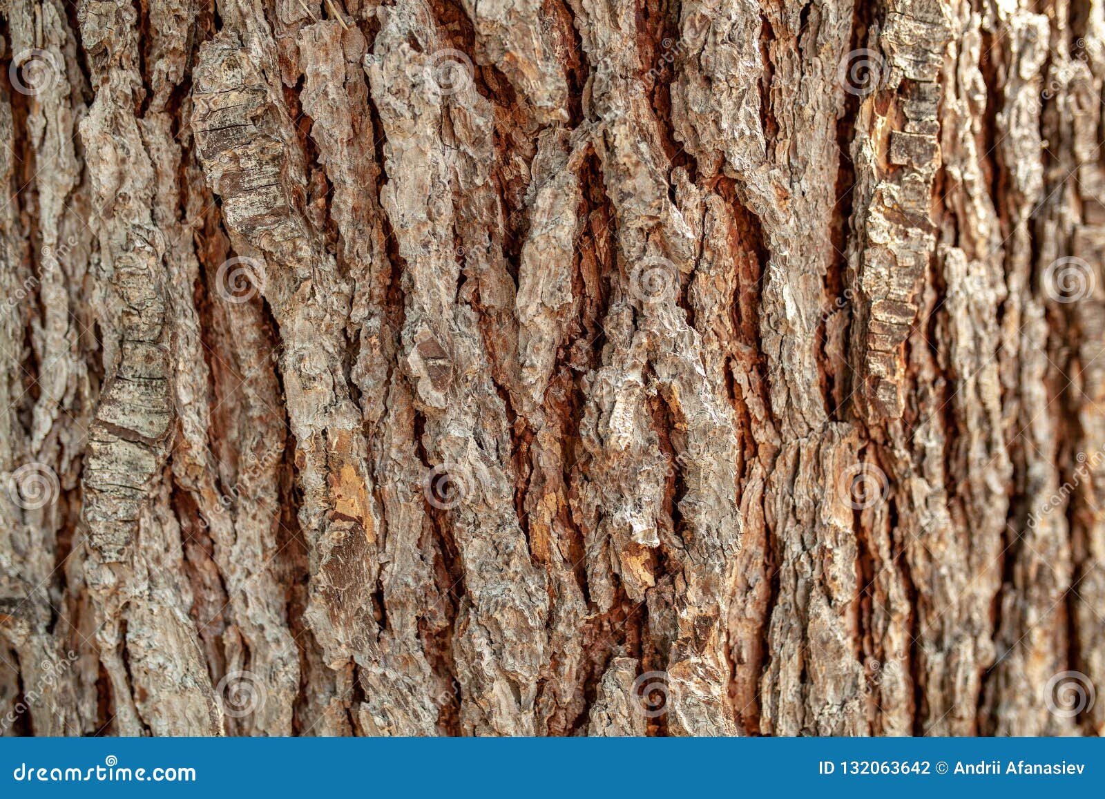 Background Texture of Tree Bark. Skin the Bark of a Tree that Traces