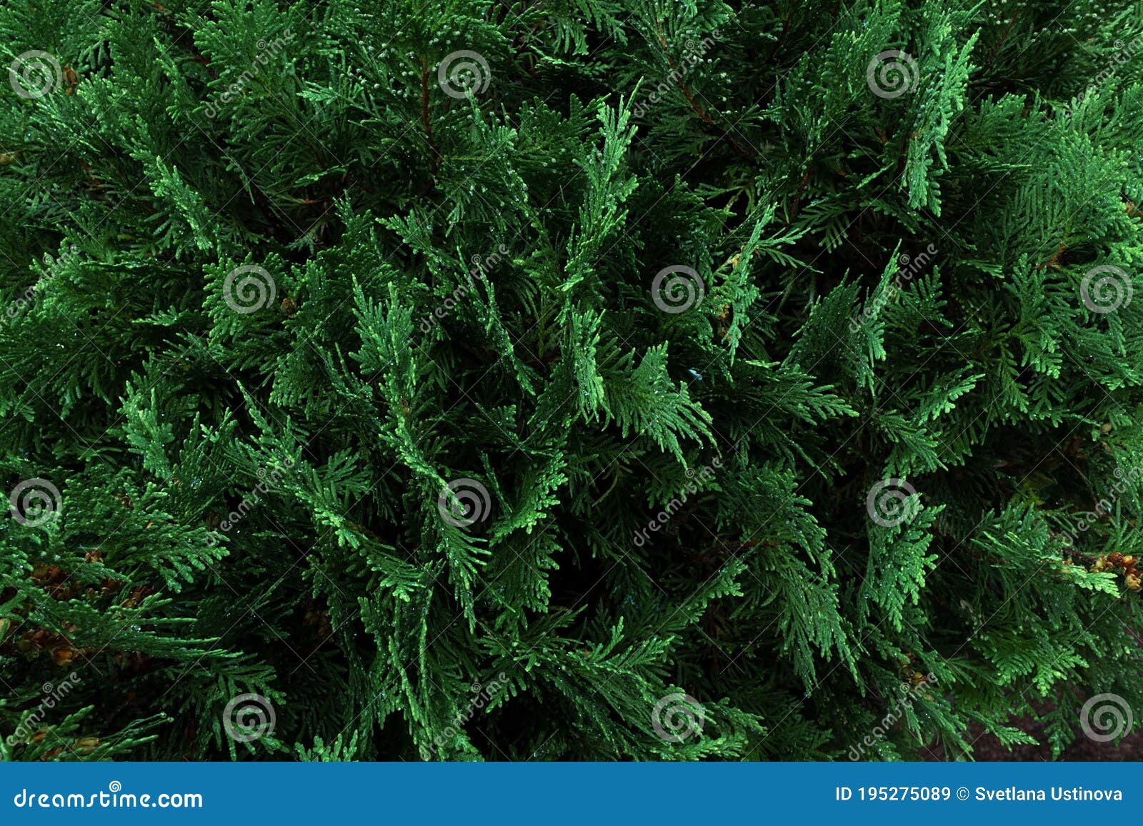 Background of Thuja Branches. Natural Wallpaper. Natural Backdrop for