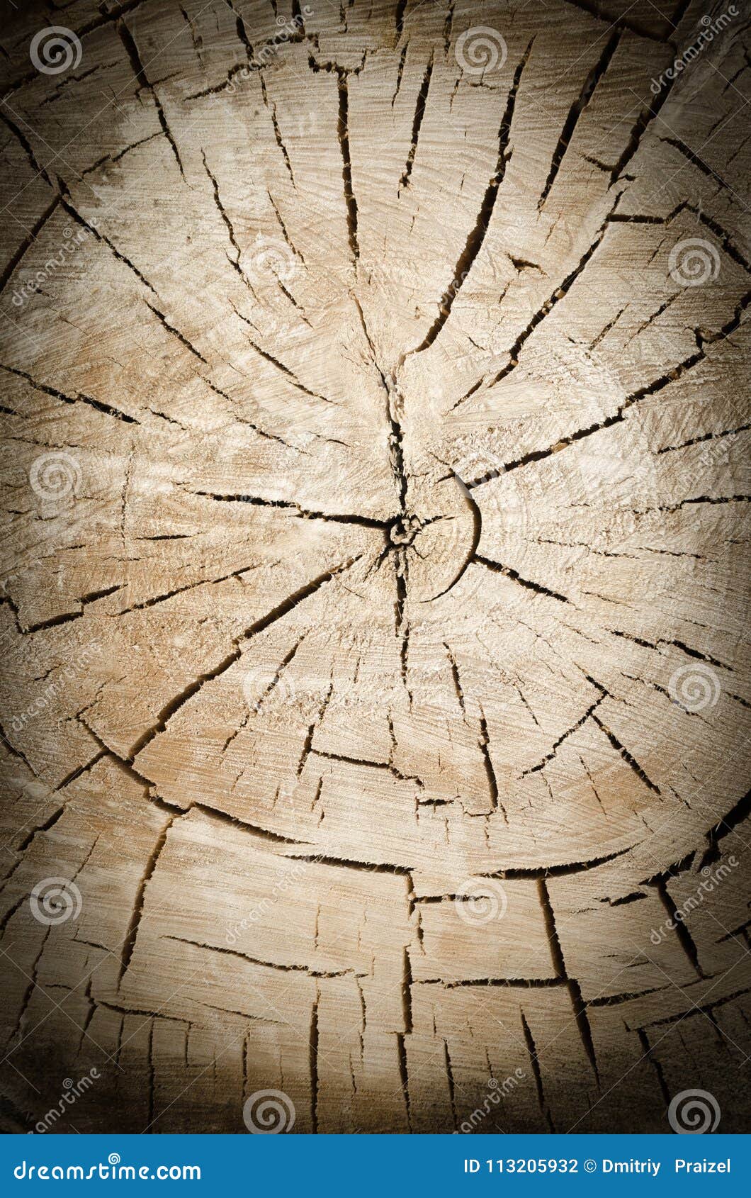 background tree in the context of tree rings.postcrop.