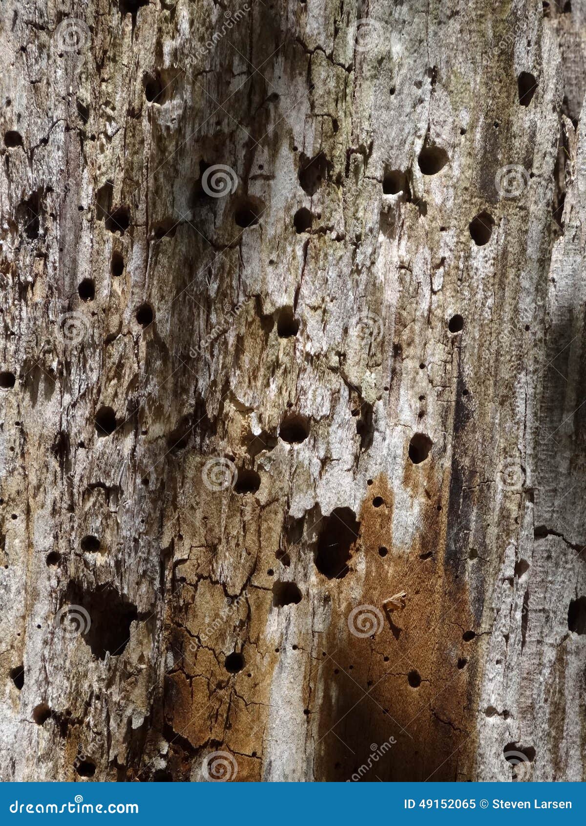 Background of Tree with Woodpecker Damage Stock Image - Image of aged ...