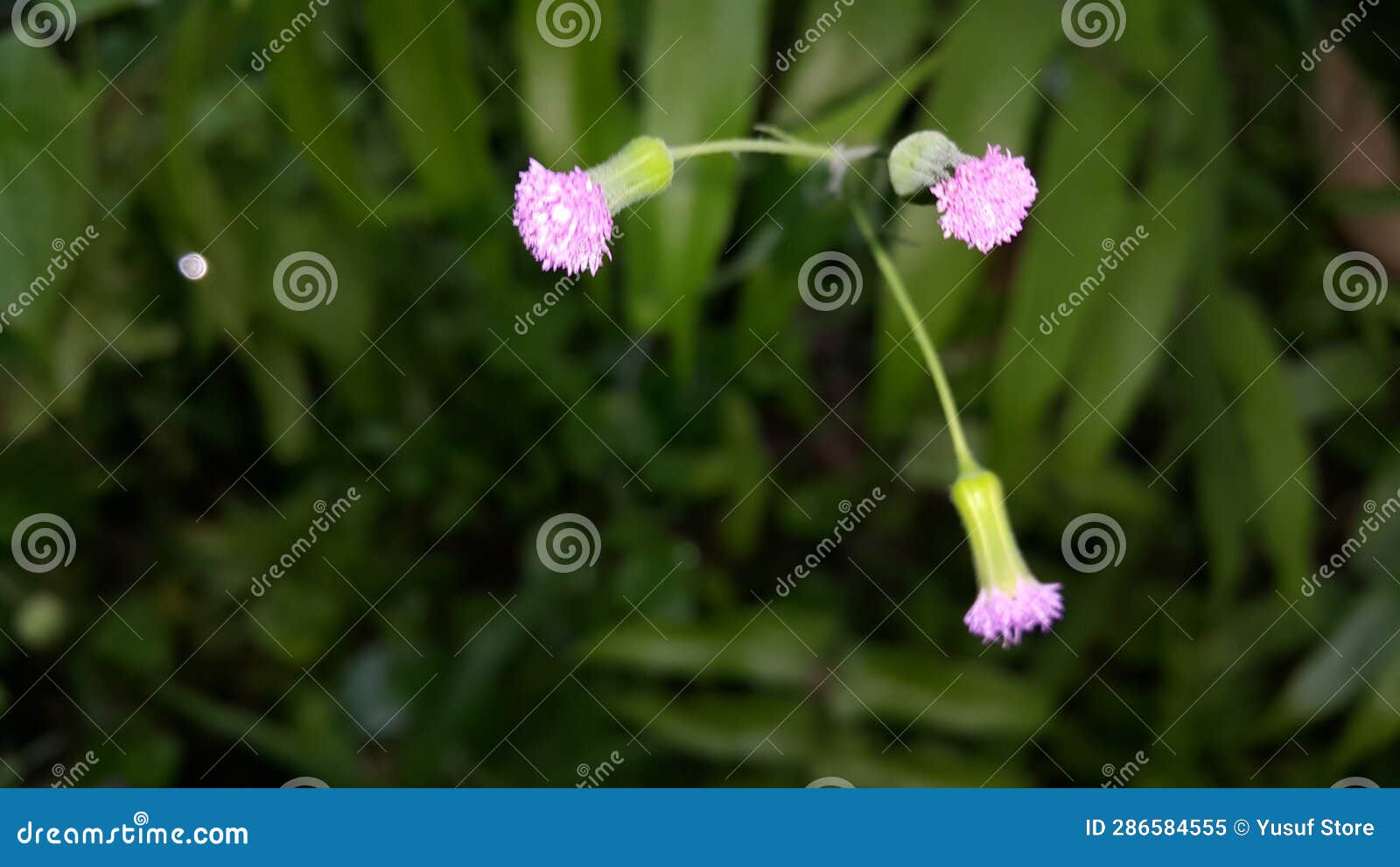 Background of Unbloomed Flowers. Stock Image Image of colorful, color