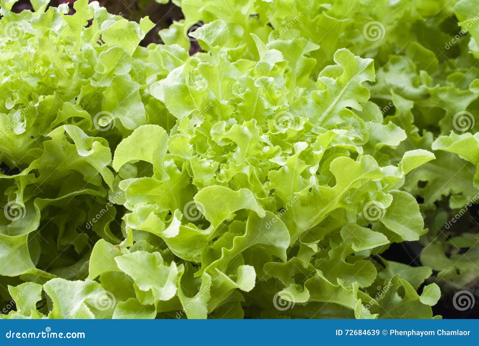 Background Vegetables is Lettuce Healthy Stock Image Image of