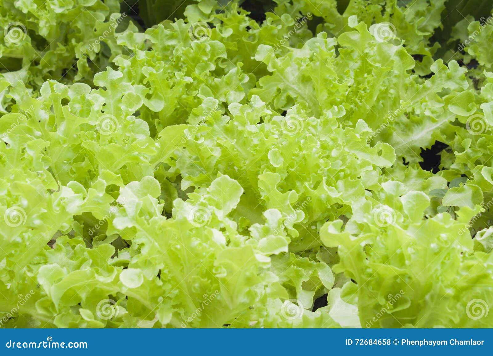 Background Vegetables is Lettuce Healthy Stock Photo Image of healthy