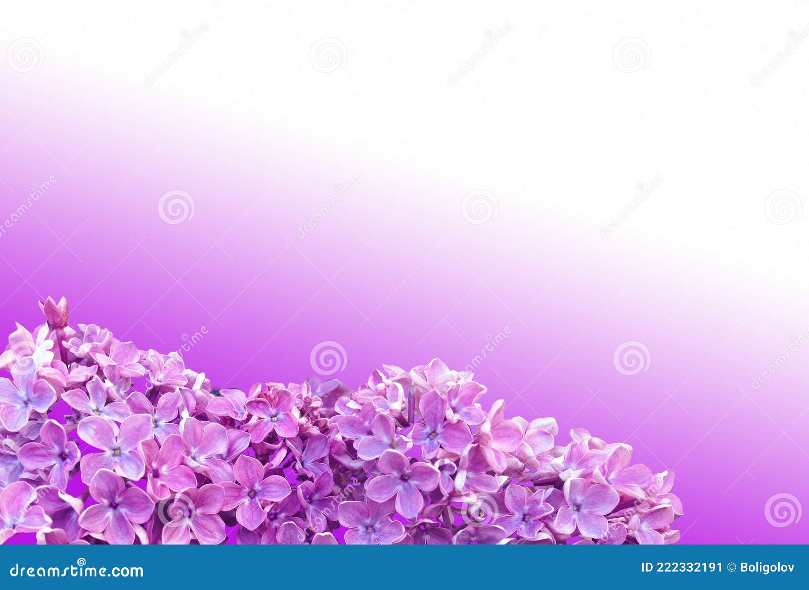 Background of Vibrant Pink Lilac Flowers Stock Image Image of
