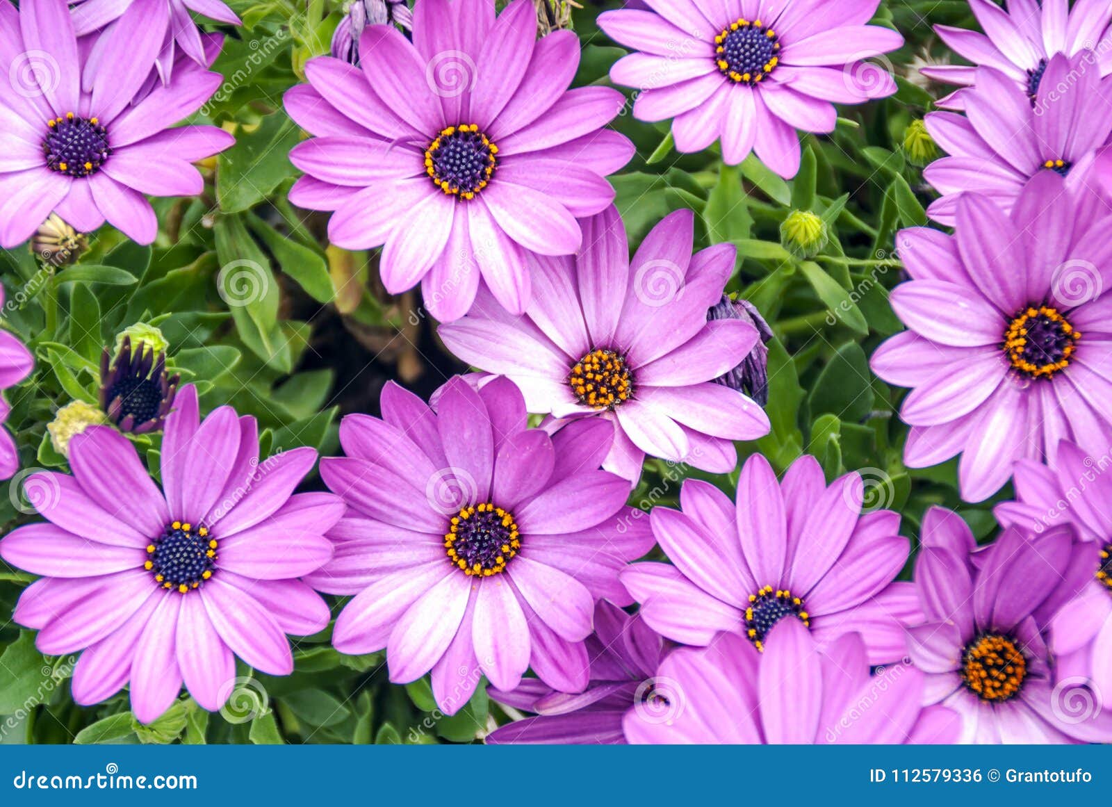 Background of Violet Daisies Stock Photo Image of close, beautiful