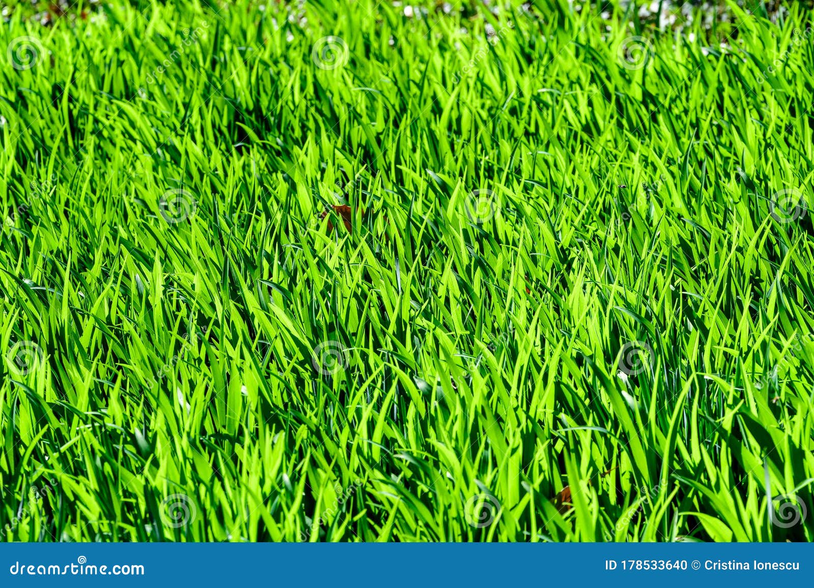 Background of Vivid Fresh Green Grass Leaves in an Organic Garden, in a