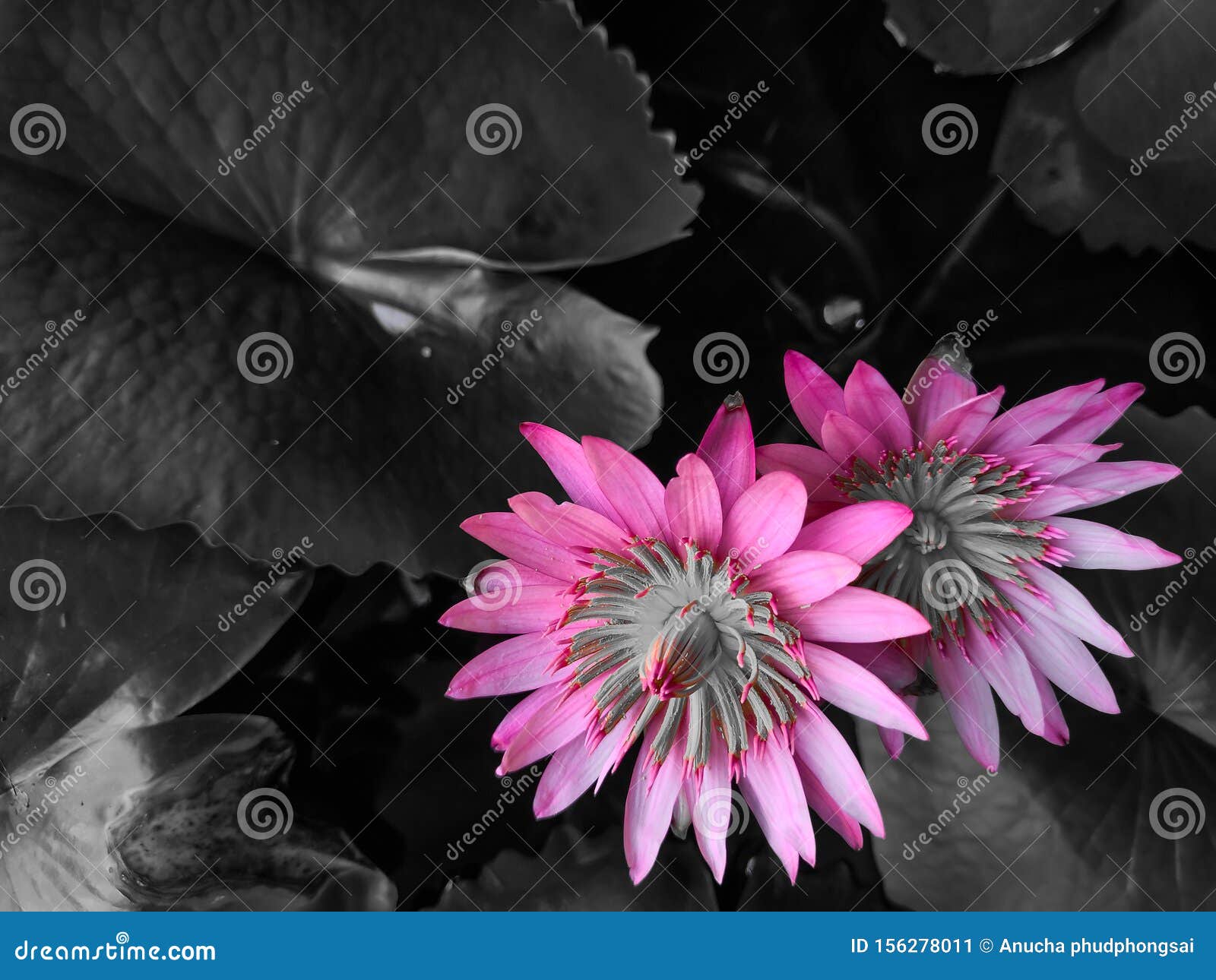 1,035 Flower Background Wallpaper Hd Stock Photos - Free & Royalty-Free  Stock Photos from Dreamstime