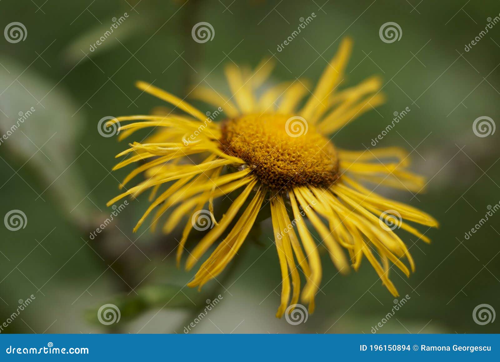 background with wildflower - heartleaf oxeye, eciosa