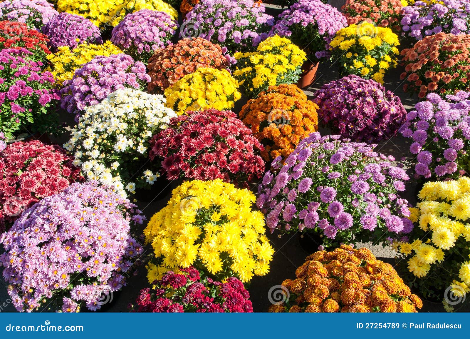 background withcolorful potted chrysanthemums
