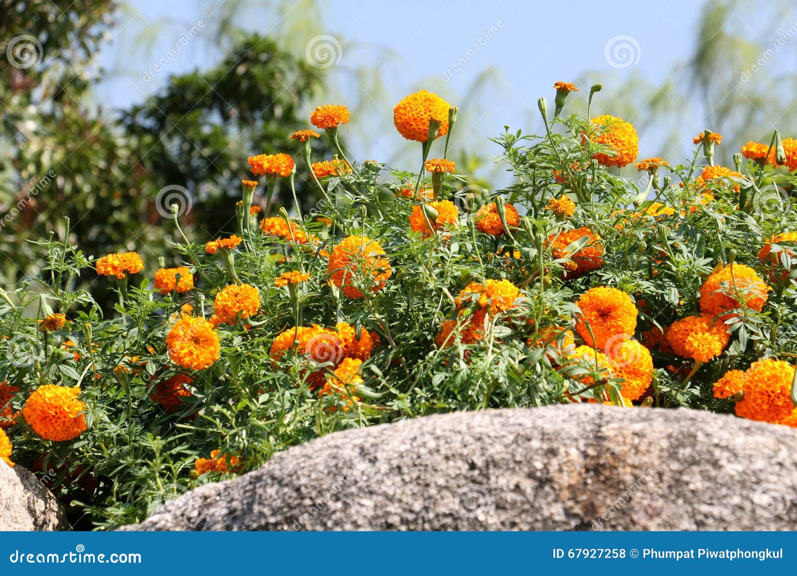 Background Yellow Flower and Rock 53. Stock Photo Image of animal
