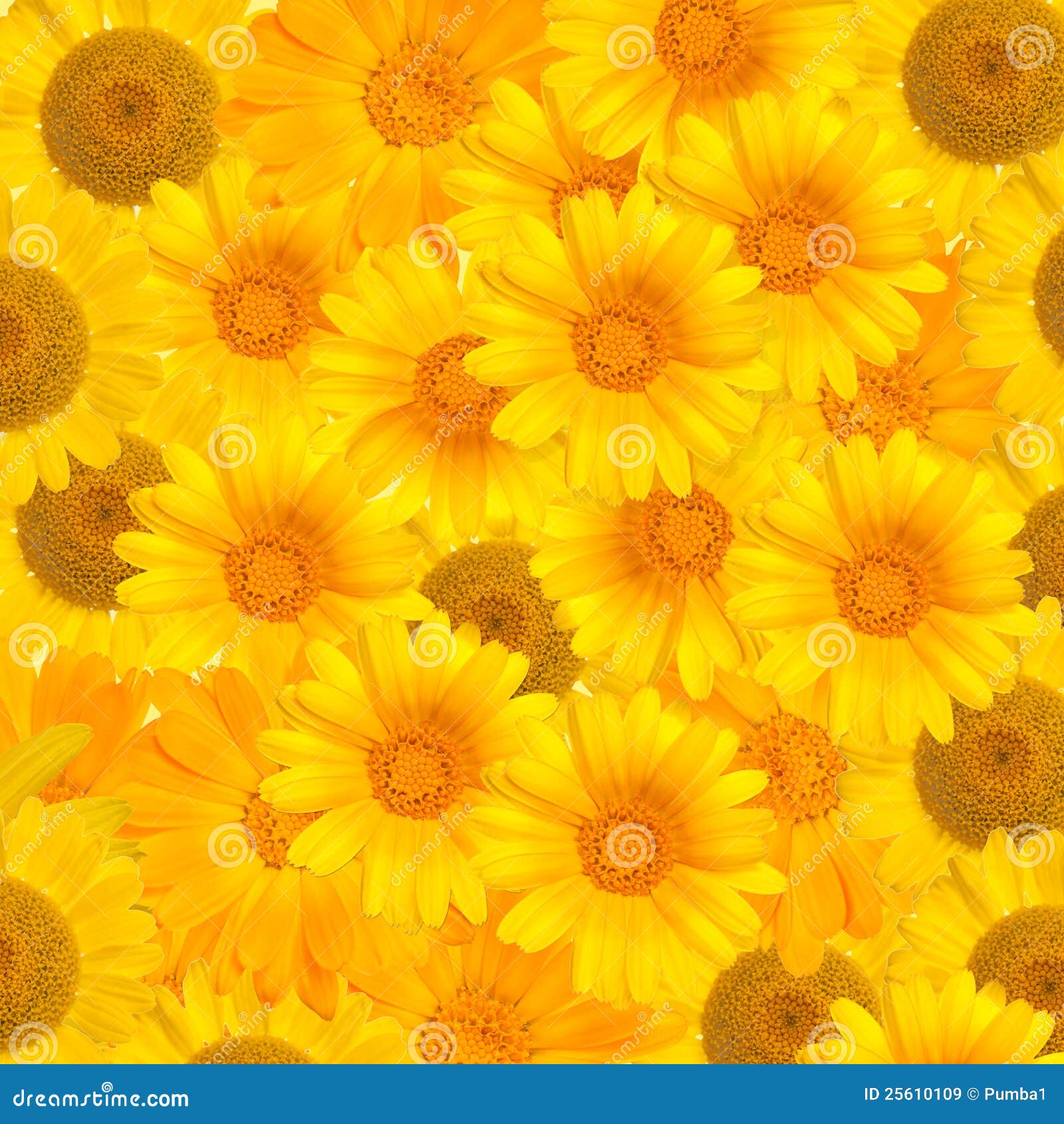 Background from Yellow Flowers Stock Image Image of floral, beautiful