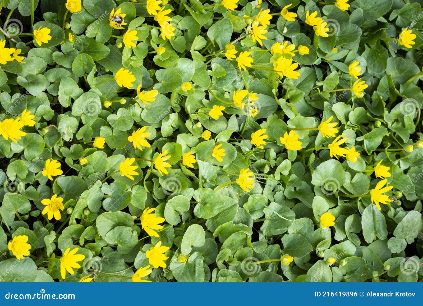 Background of Yellow Flowers and Green Grass Stock Photo Image of