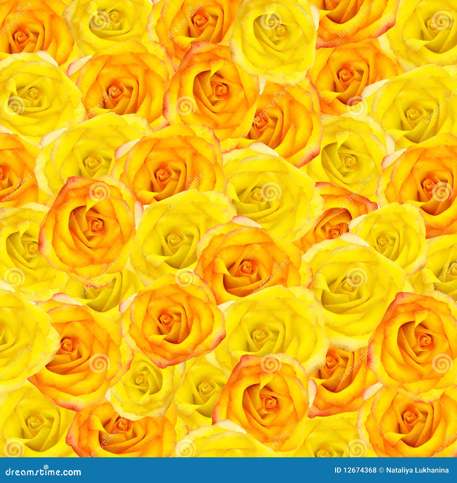 Background from Yellow and Orange Roses Stock Photo Image of dating