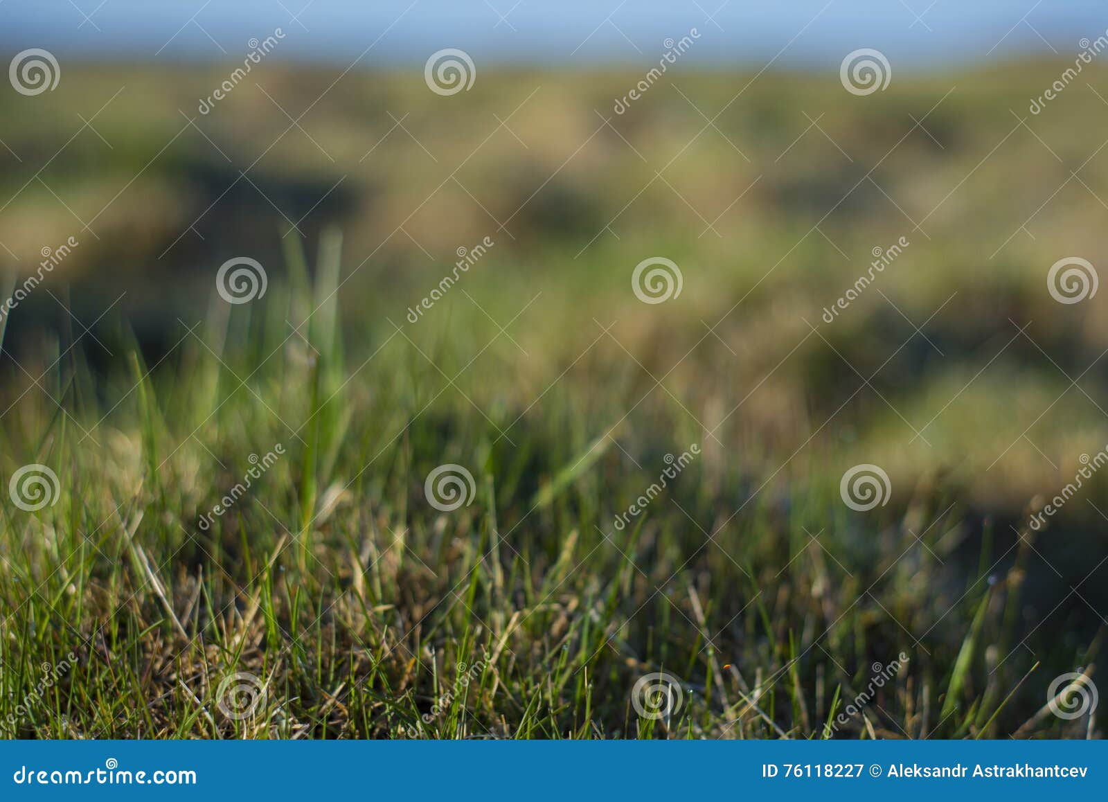 Background a Young, Green Grass Covered with Drops of Dew. Stock