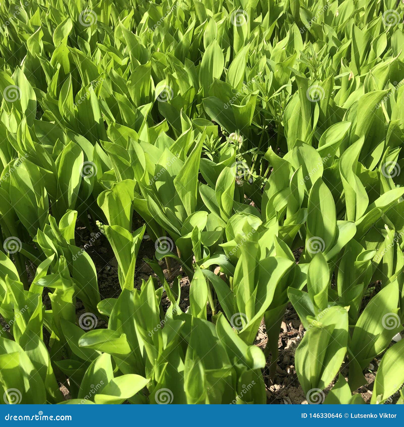 Background Young Lily Shoots in Early Spring Stock Photo Image of macro, closeup 146330646