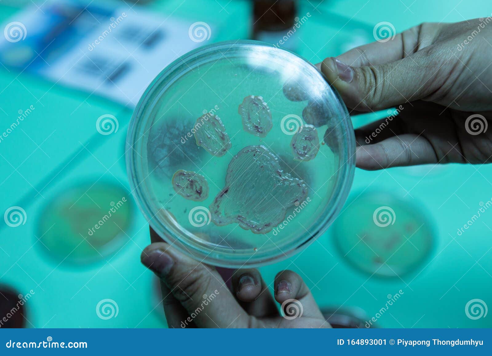 Colony Characteristics of Bacteria in Petri Dish for Education. Stock