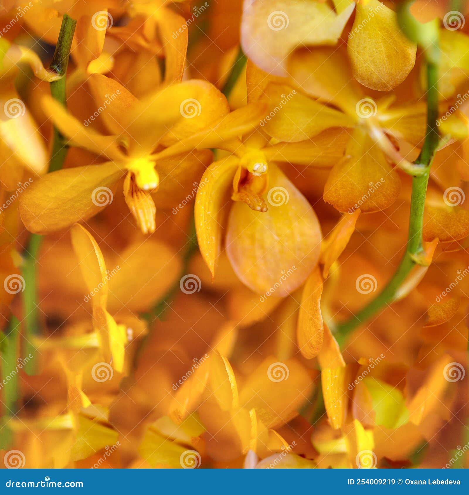 Backgrounds, Leaves and Small Flowers.yellow Flowers on Green Leaves