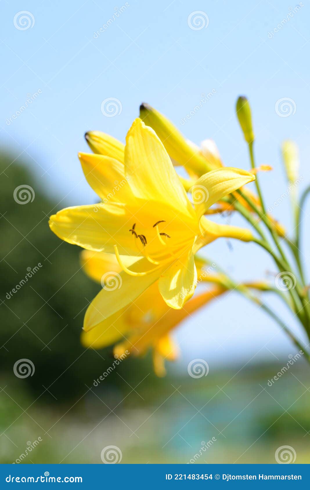 backgrounds of spring garden flowers