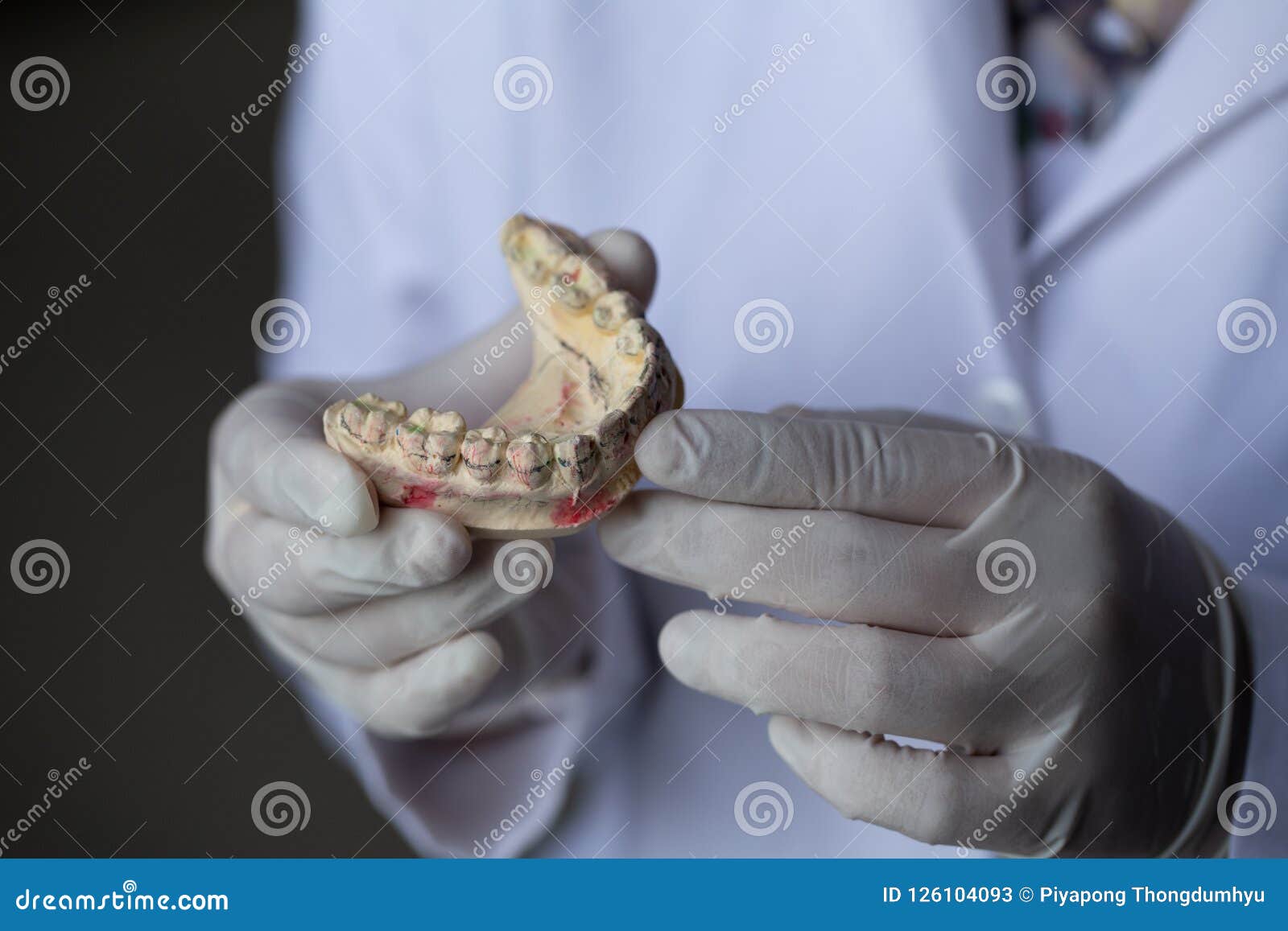 Tooth Model for Education in Laboratory. Stock Image Image of clean