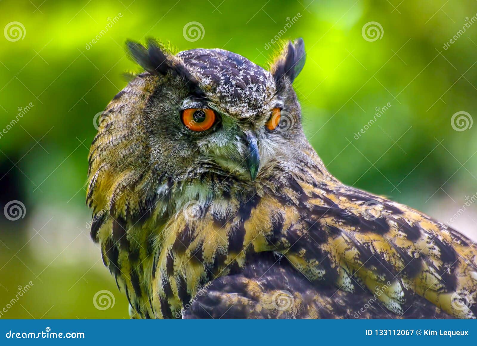 Backgrounds Wallpaper Brown Owl Stock Image Image of fauna Backgrounds Wallpaper Brown Owl Stock Image Image of fauna