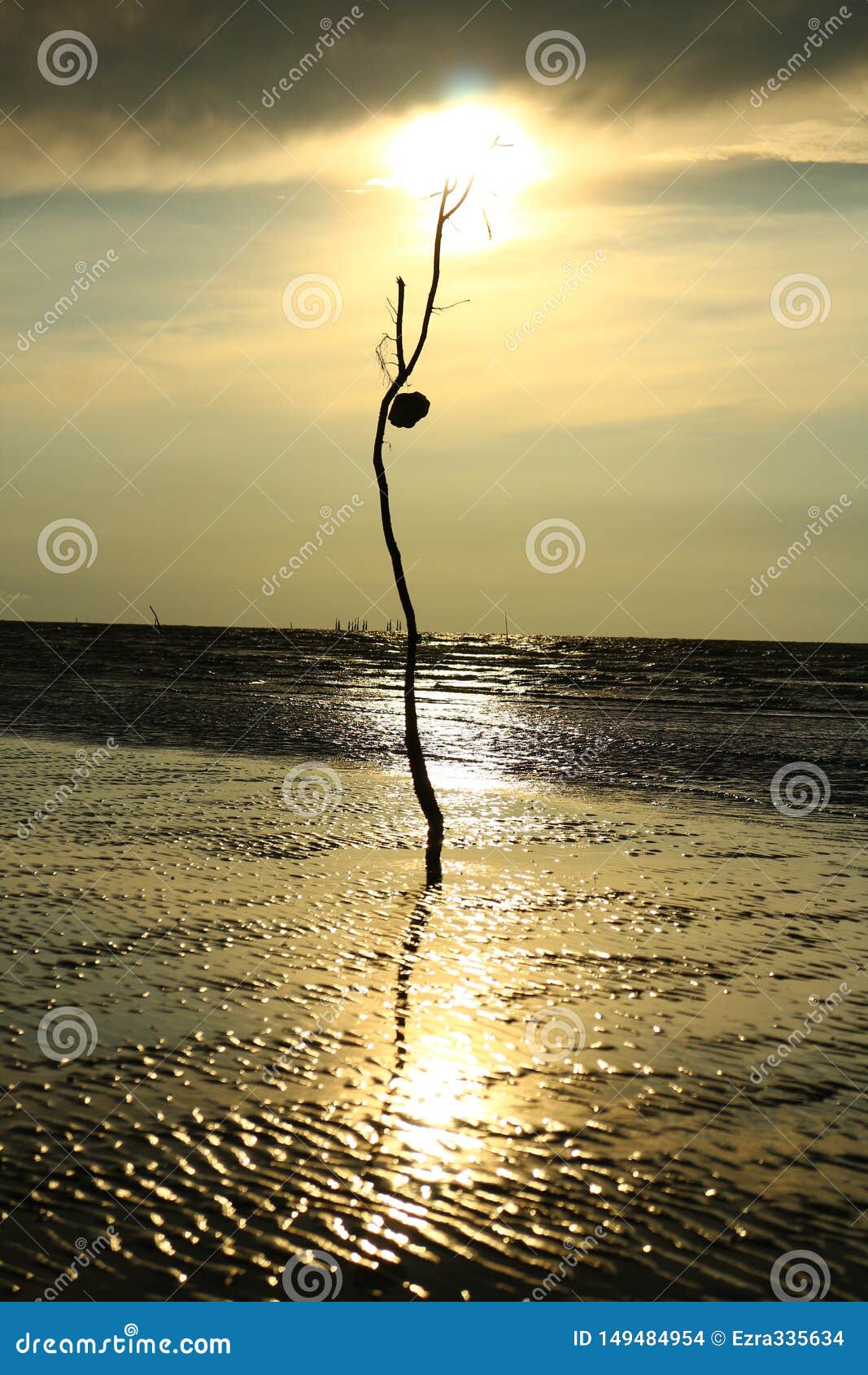 backli dead limb silhouette on mukah seaside in the evening sunlight.