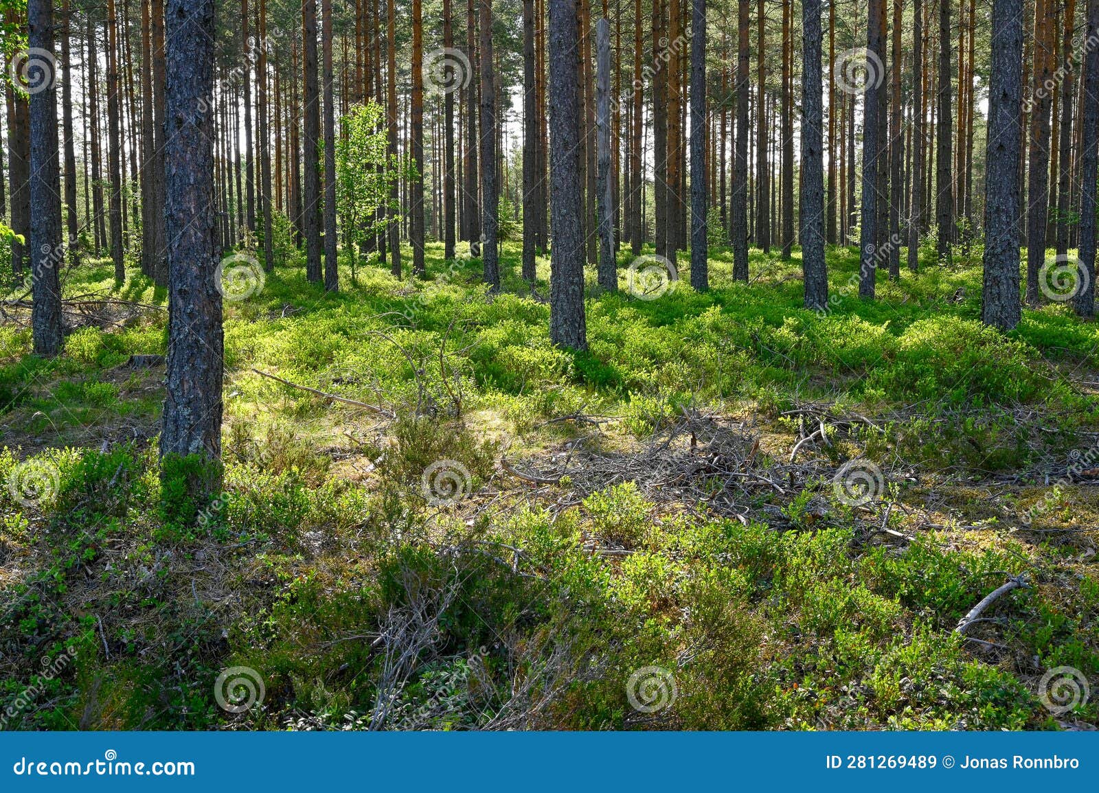 Backlight through Pine Forest with Blueberry Brushes Stock Image