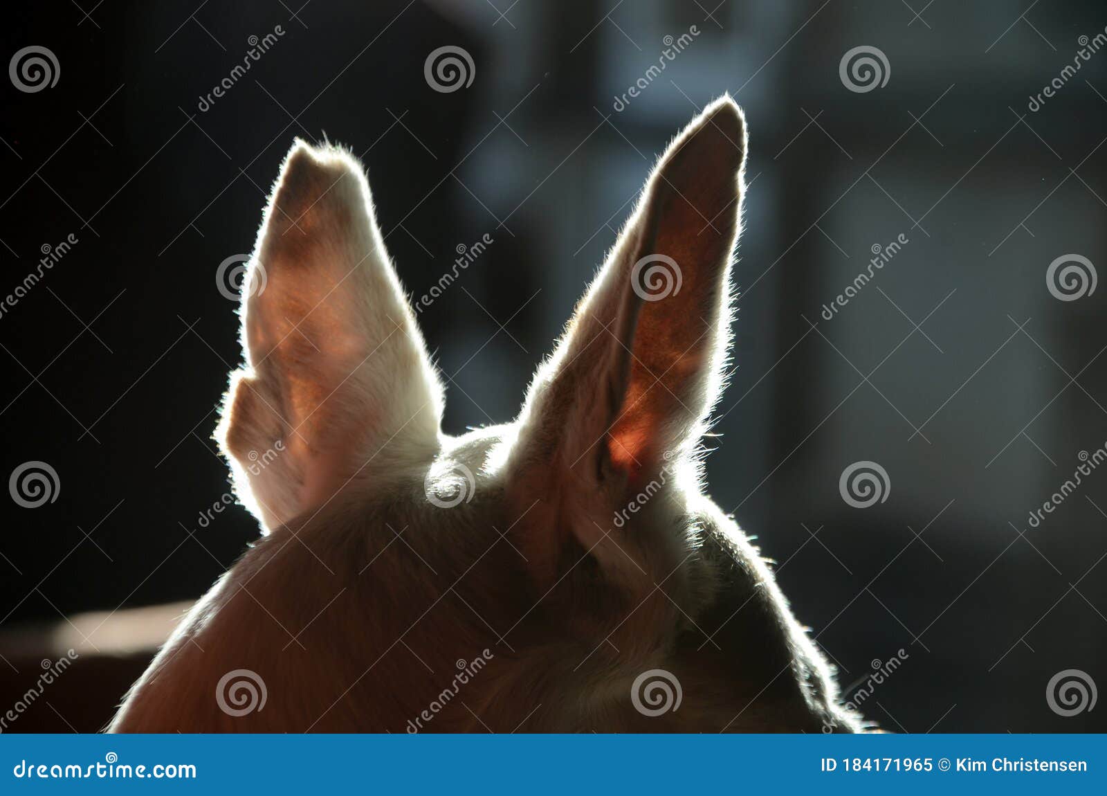 backlight silhouette of a white dog`s erect ears