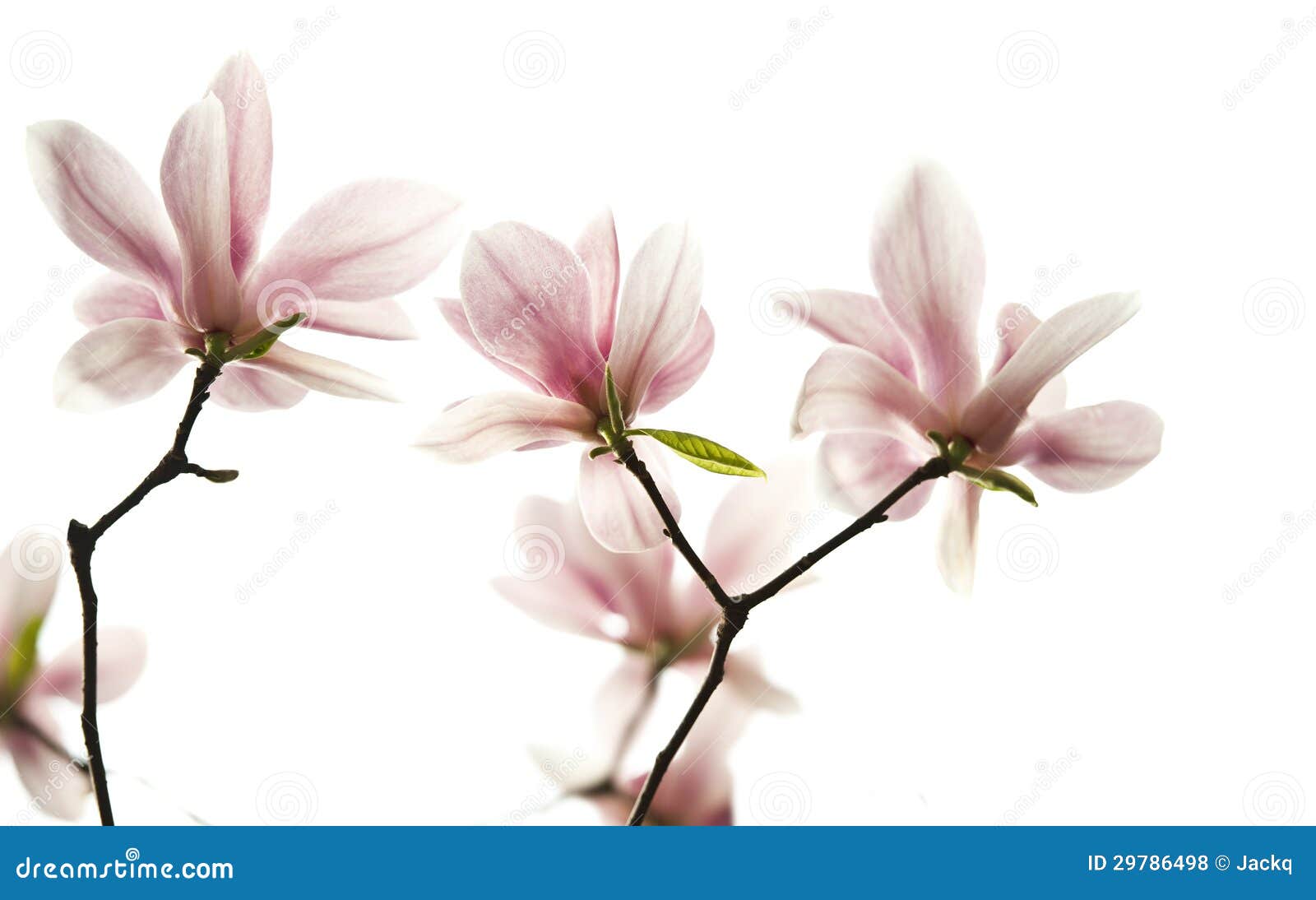 backlighting magnolia denudata flower