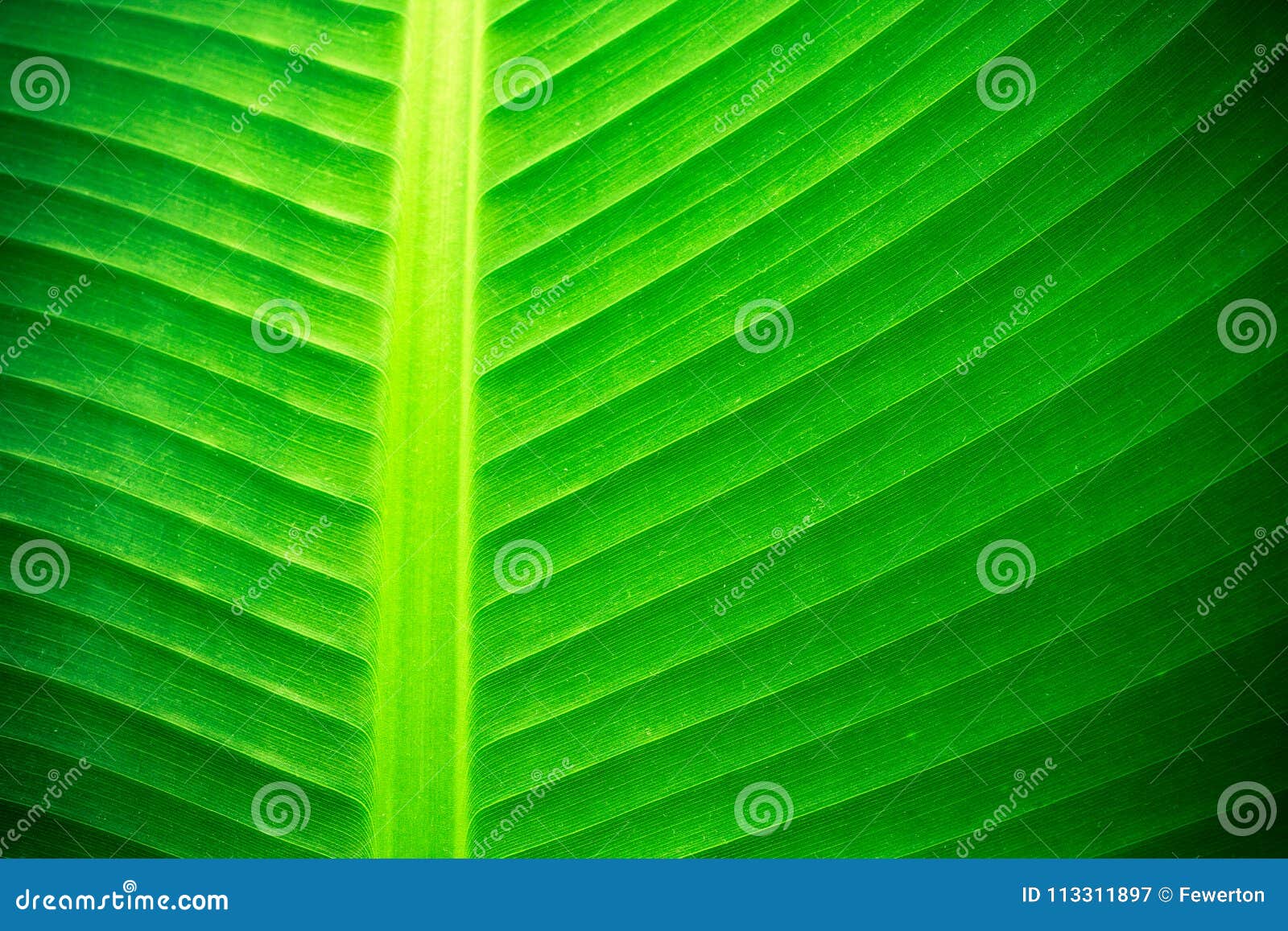 backlit close up details of fresh banana leaf structure with midrib perpendicular to the frame