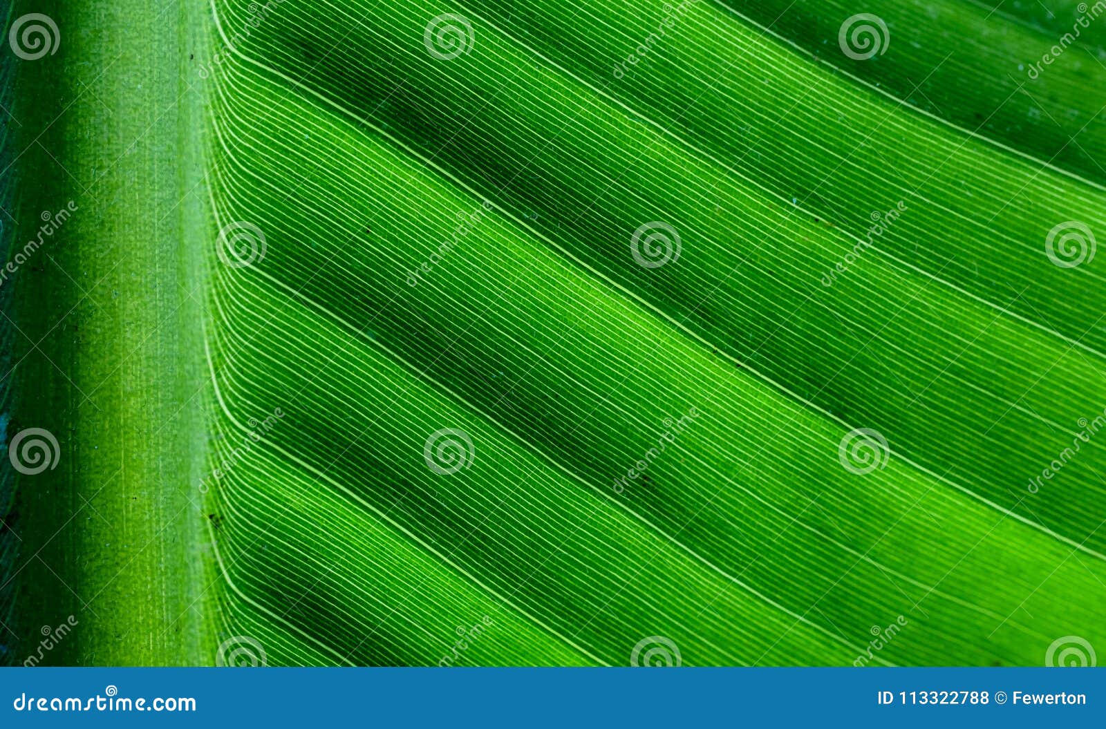 backlit close up details of fresh banana leaf structure with midrib perpendicular to the frame eco green background texture