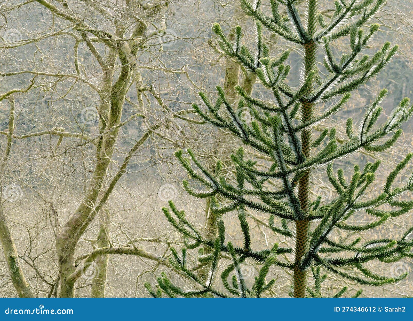 backlit detail of monkeypuzzle tree araucaria araucana with bare deciduous tree branches.